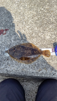 カレイの釣果