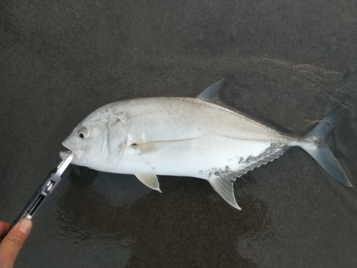 ロウニンアジの釣果