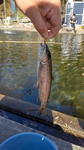 ニジマスの釣果