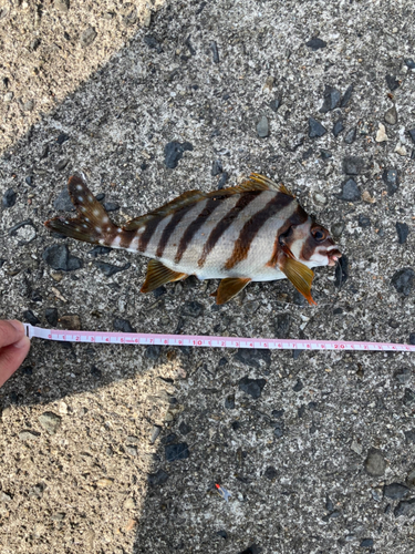 タカノハダイの釣果