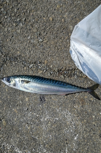 サバの釣果