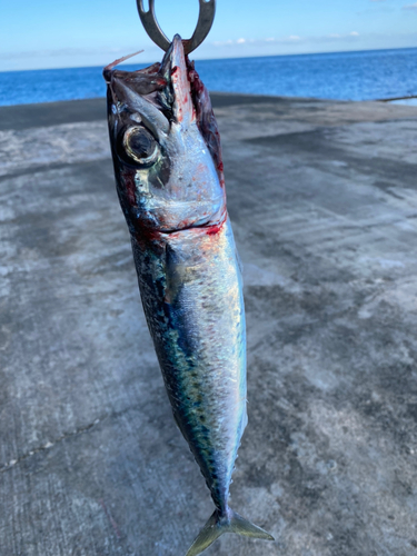 サバの釣果