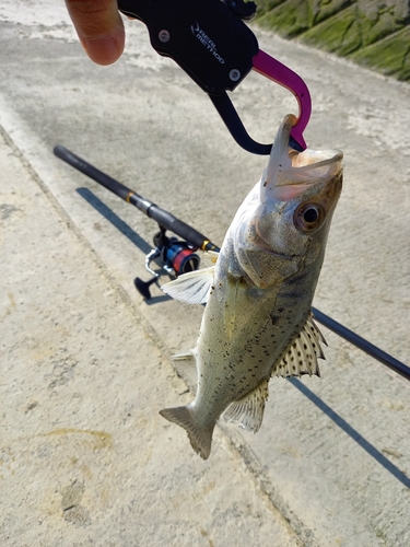 タイリクスズキの釣果