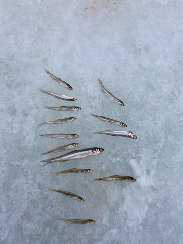 ワカサギの釣果