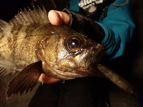 シロメバルの釣果