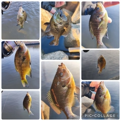 ブルーギルの釣果