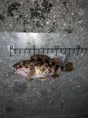 カサゴの釣果