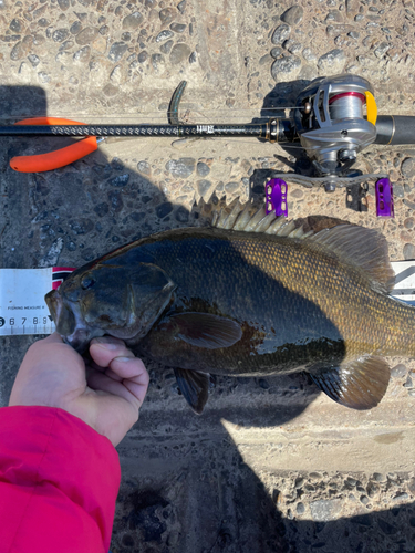 スモールマウスバスの釣果