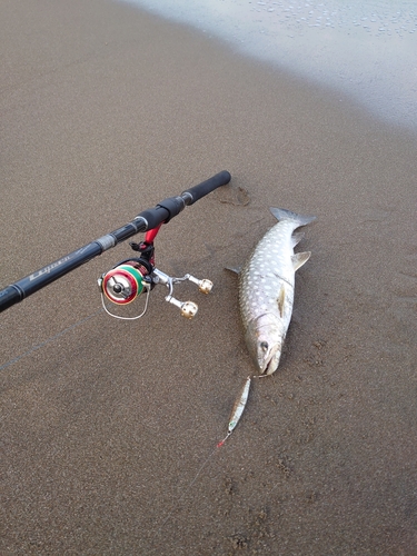 アメマスの釣果