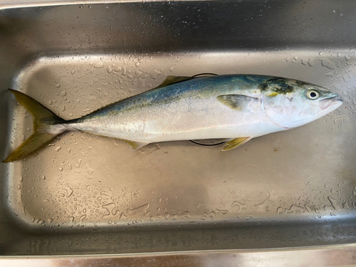 ヤズの釣果