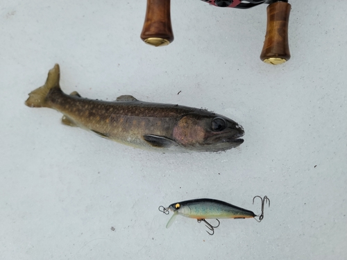 イワナの釣果