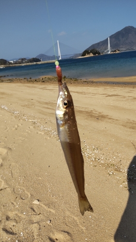 キスの釣果