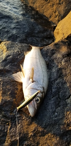 ヒラスズキの釣果