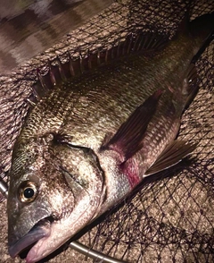 チヌの釣果