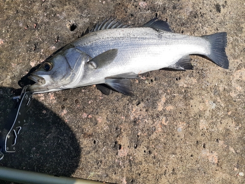 ヒラスズキの釣果