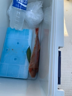 ホウボウの釣果