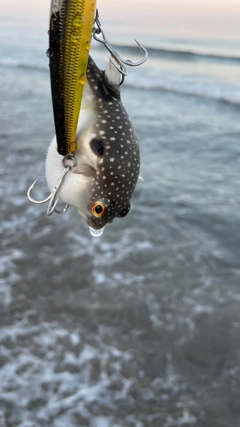 クサフグの釣果