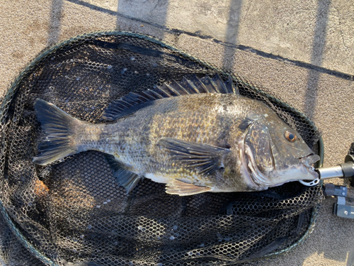 チヌの釣果