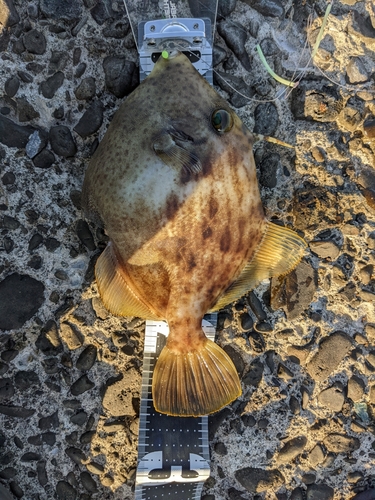 カワハギの釣果