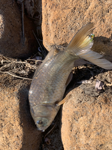 コイの釣果