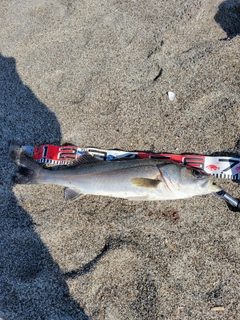 マルスズキの釣果