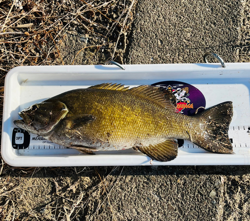 スモールマウスバスの釣果