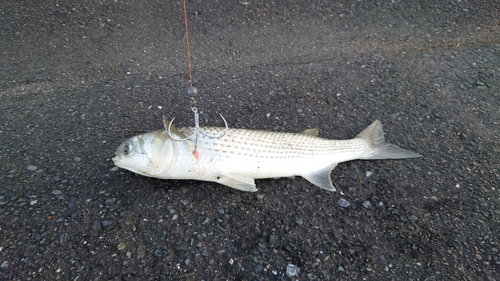 ボラの釣果