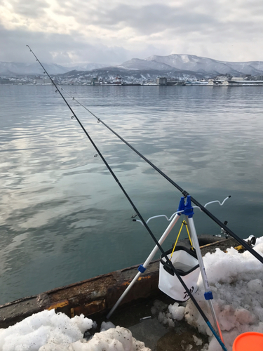 ホッケの釣果