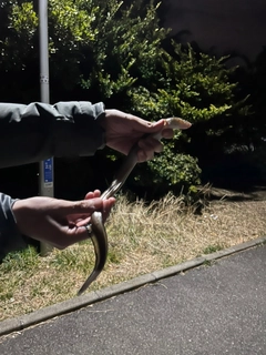 アナゴの釣果