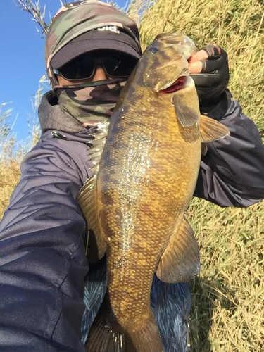 スモールマウスバスの釣果