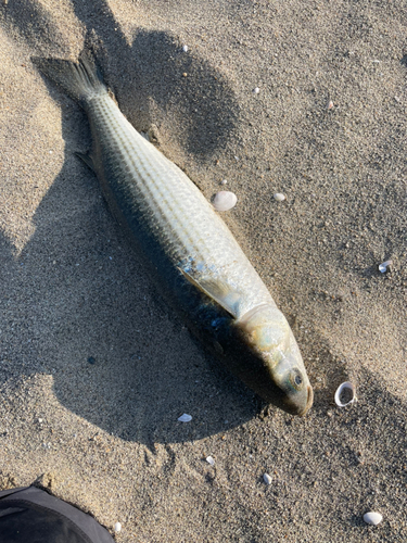 ボラの釣果