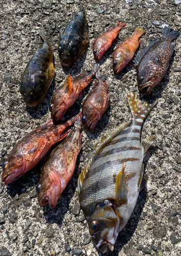 タカノハダイの釣果