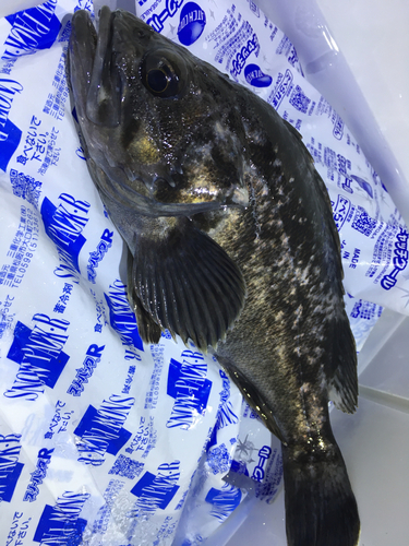 クロソイの釣果