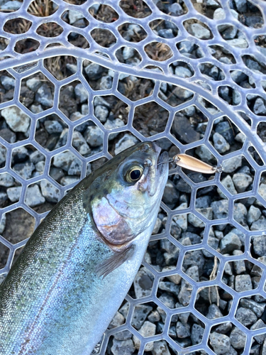 ニジマスの釣果