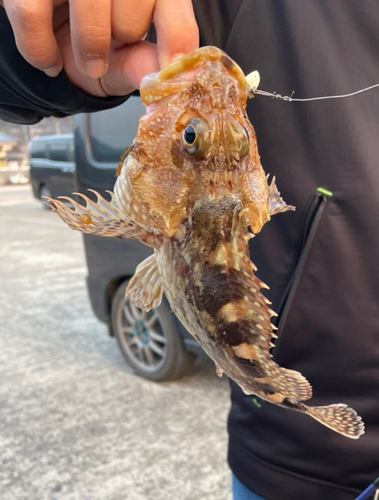 アラカブの釣果