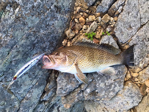 オオモンハタの釣果