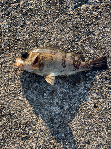 クロメバルの釣果