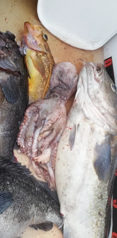 タラの釣果