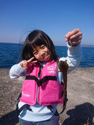 アナハゼの釣果