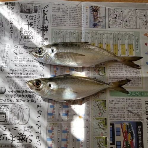 マアジの釣果