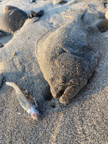 ヒラメの釣果