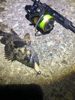 クロソイの釣果