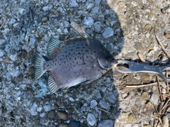 クロホシマンジュウダイの釣果