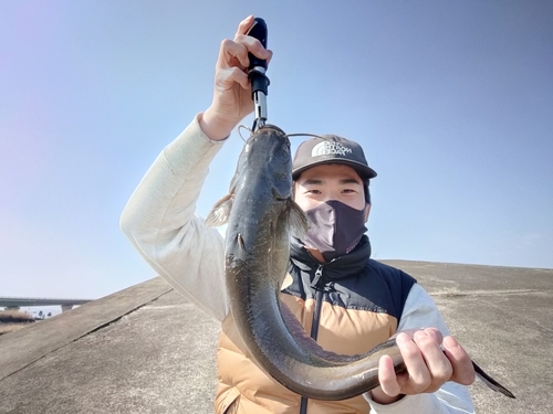 ナマズの釣果