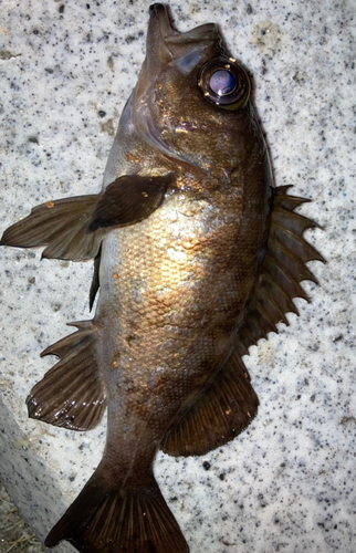 メバルの釣果