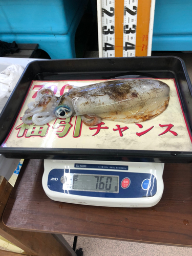 アオリイカの釣果