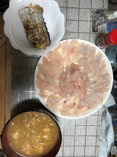 タチウオの釣果