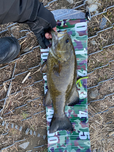 スモールマウスバスの釣果