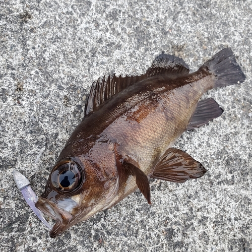 メバルの釣果