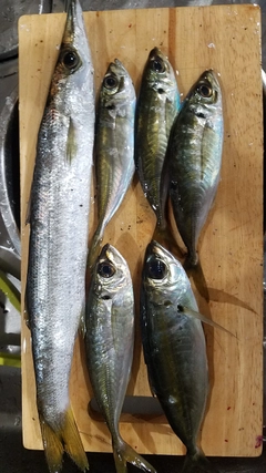 カマスの釣果